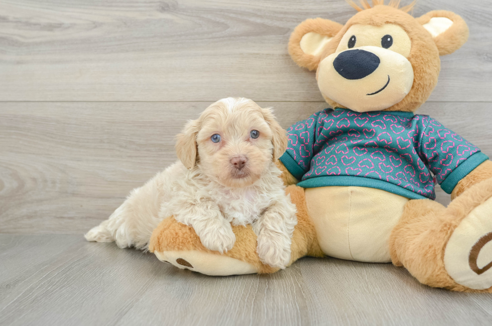 6 week old Shih Poo Puppy For Sale - Lone Star Pups