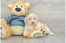 Energetic Shih Poo Poodle Mix Puppy