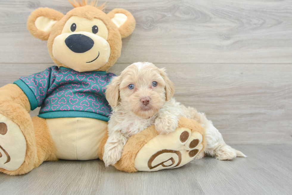 Energetic Shih Poo Poodle Mix Puppy