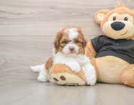 5 week old Shih Poo Puppy For Sale - Lone Star Pups