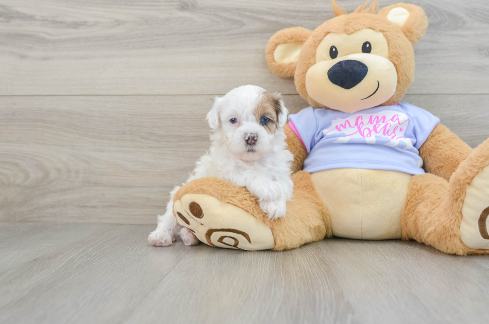 6 week old Shih Poo Puppy For Sale - Lone Star Pups