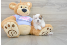 Best Shih Poo Baby