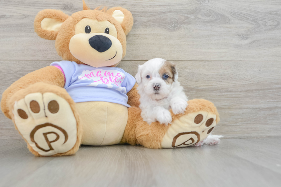 Best Shih Poo Baby