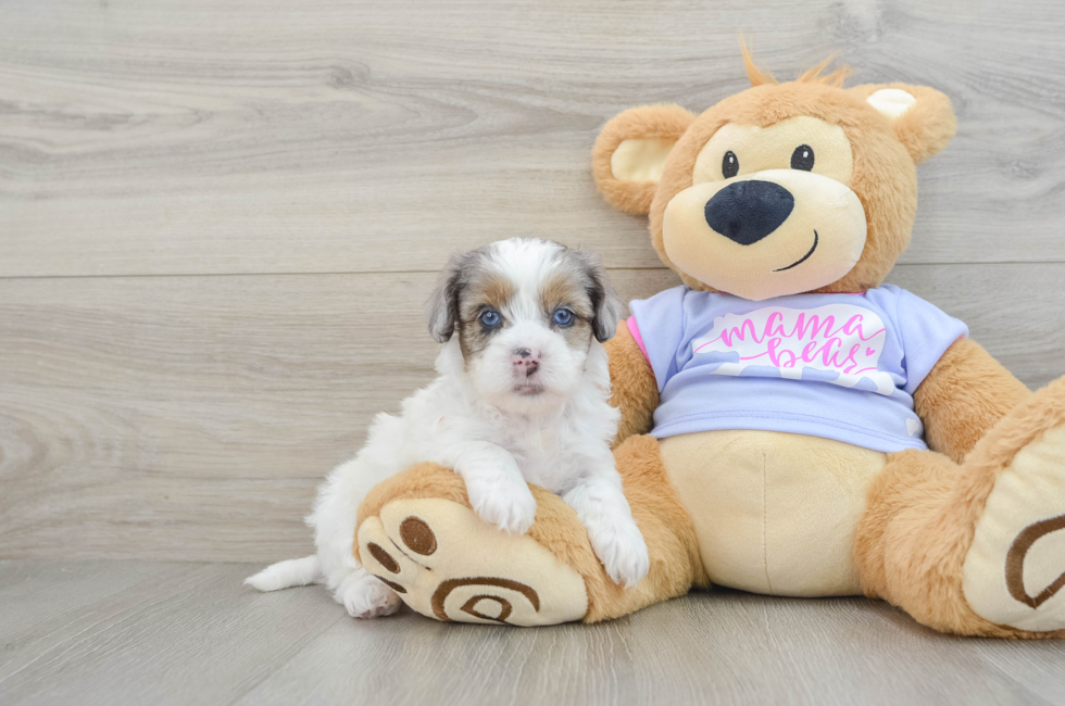 6 week old Shih Poo Puppy For Sale - Lone Star Pups