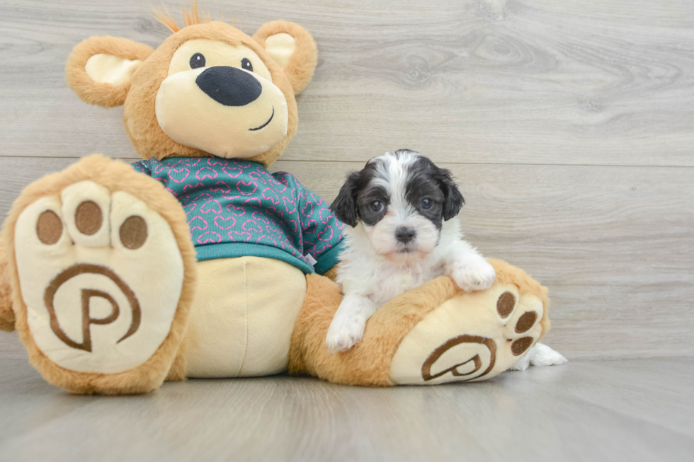 Little Shihpoo Poodle Mix Puppy