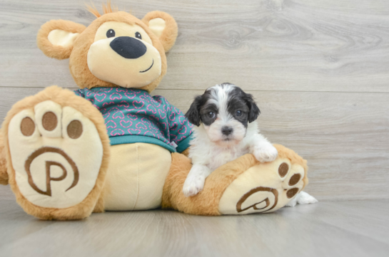 Little Shihpoo Poodle Mix Puppy