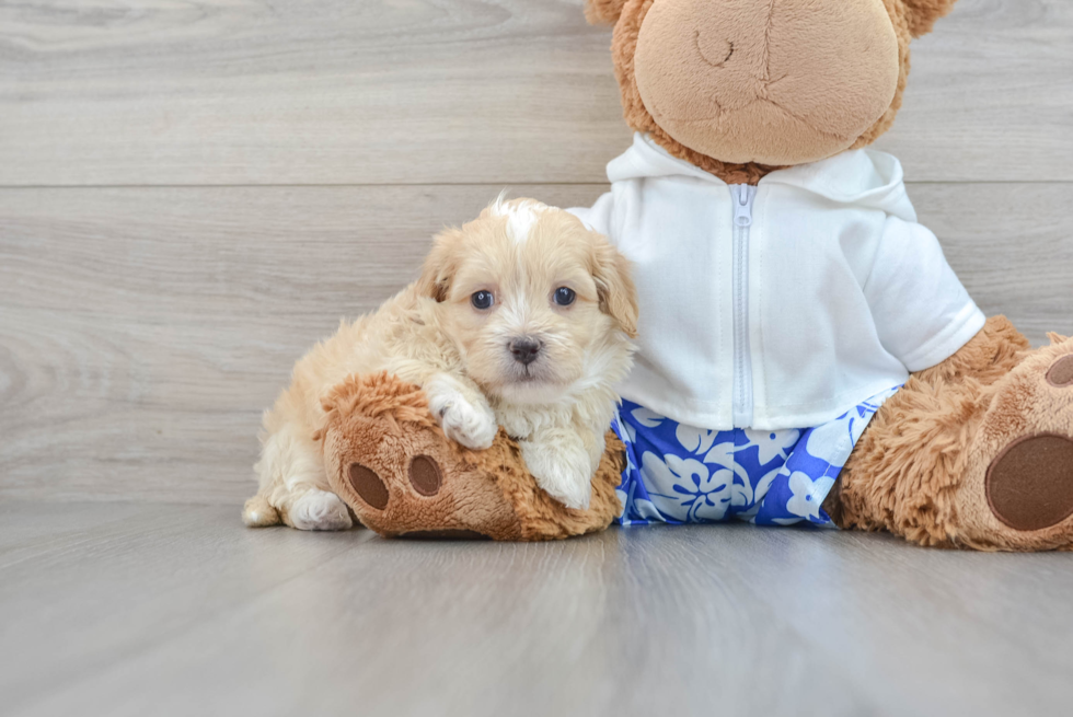 Hypoallergenic Shih Poo Poodle Mix Puppy