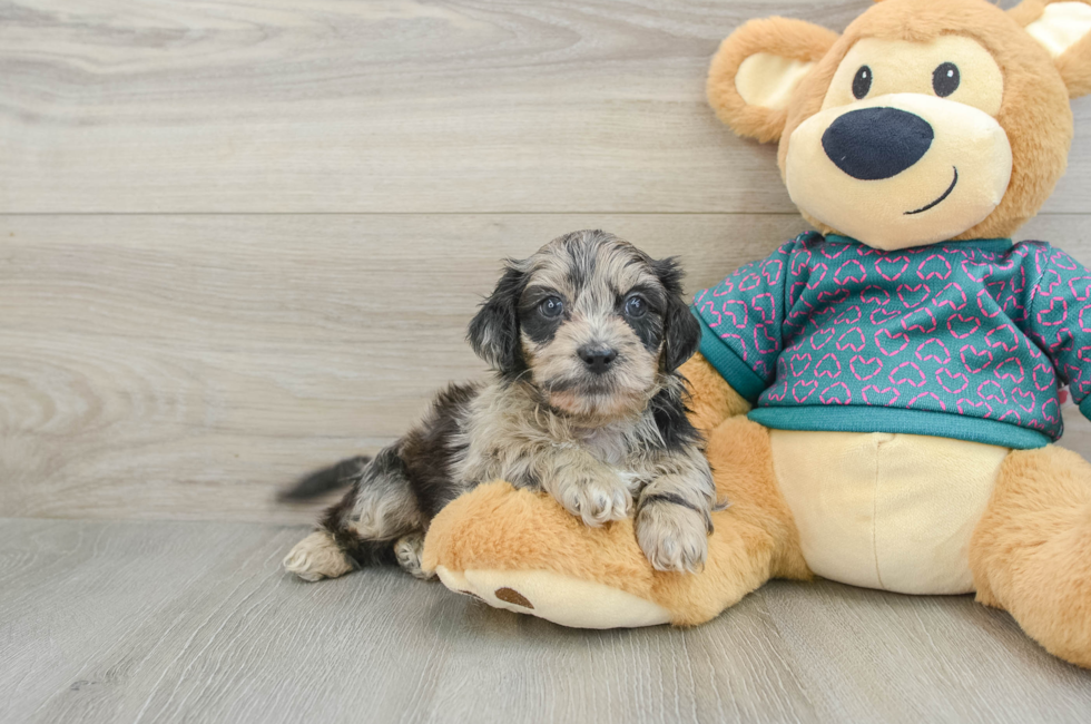 6 week old Shih Poo Puppy For Sale - Lone Star Pups