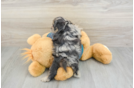 Shih Poo Puppy for Adoption