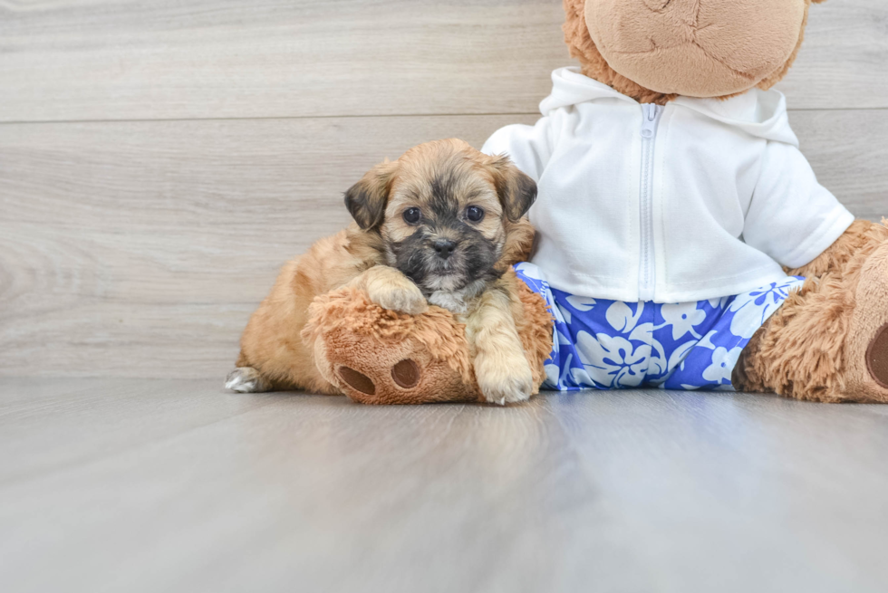 Shih Poo Puppy for Adoption