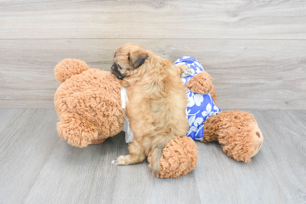 Shih Poo Pup Being Cute