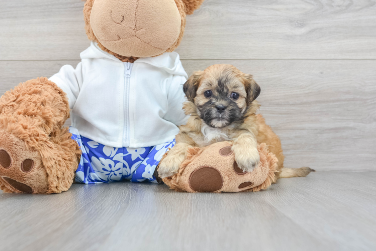 Adorable Shih Poo Poodle Mix Puppy