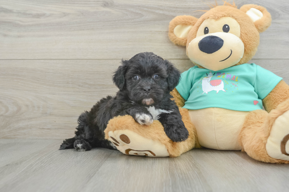 Smart Shih Poo Poodle Mix Pup