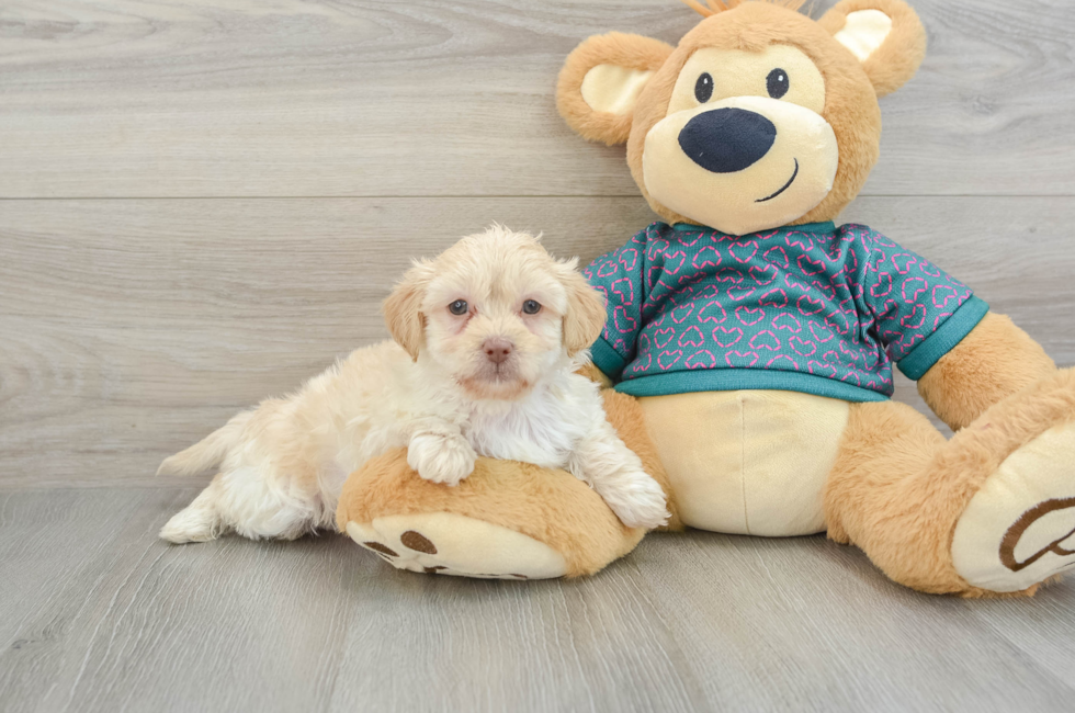 6 week old Shih Poo Puppy For Sale - Lone Star Pups