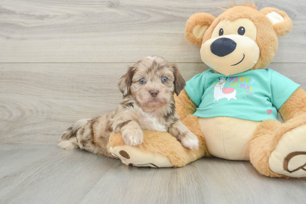 Little Shih Poo Poodle Mix Puppy