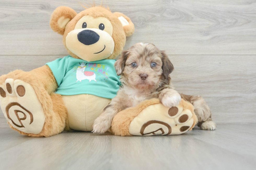 Playful Shih Poo Poodle Mix Puppy