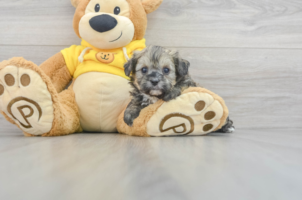 6 week old Shih Poo Puppy For Sale - Lone Star Pups