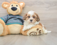 7 week old Shih Poo Puppy For Sale - Lone Star Pups