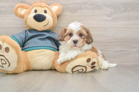 Shih Poo Pup Being Cute