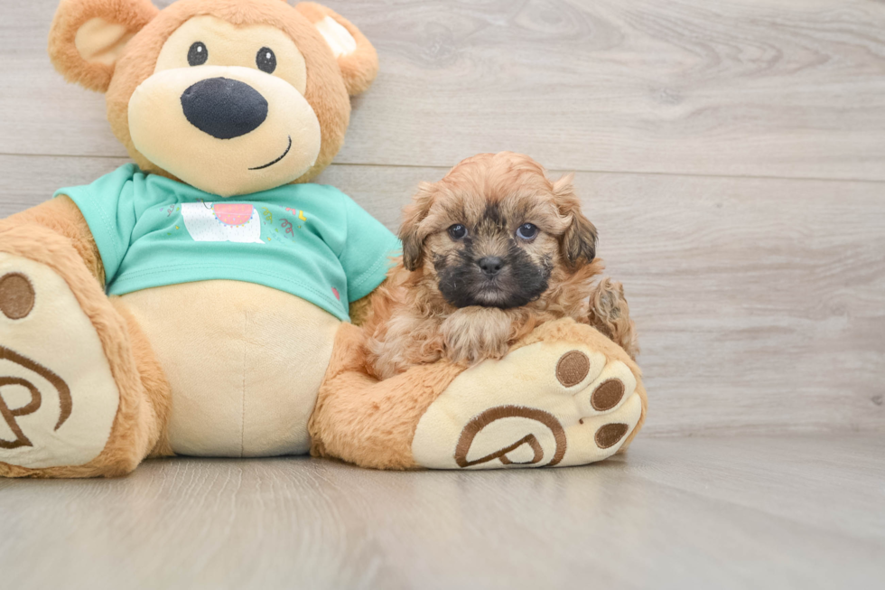 Shih Poo Pup Being Cute