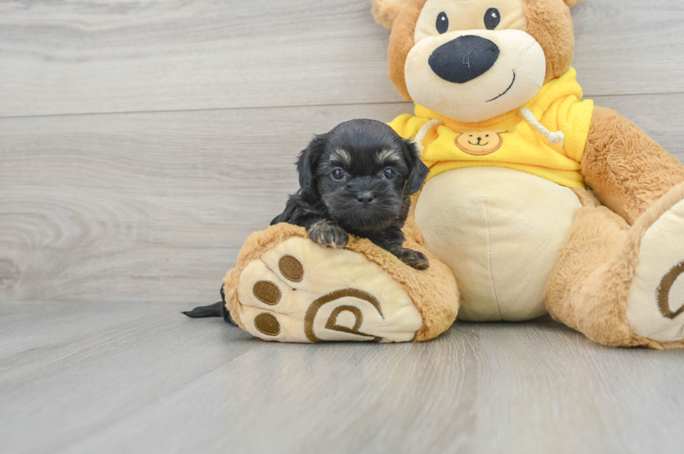 6 week old Shih Poo Puppy For Sale - Lone Star Pups