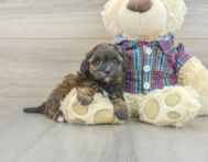 7 week old Shih Poo Puppy For Sale - Lone Star Pups