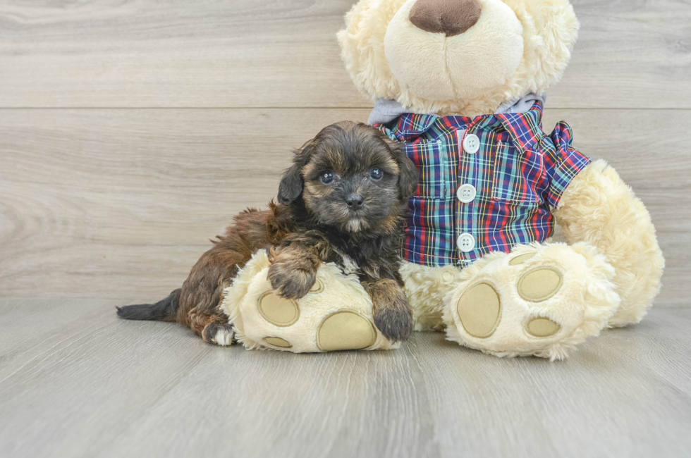 7 week old Shih Poo Puppy For Sale - Lone Star Pups