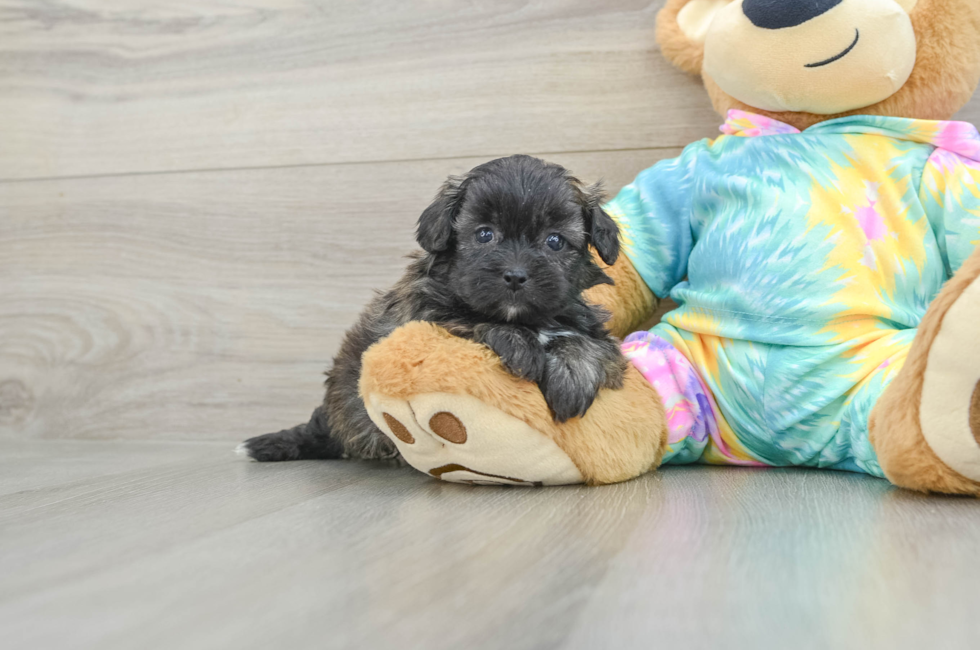 5 week old Shih Poo Puppy For Sale - Lone Star Pups