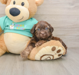 7 week old Shih Poo Puppy For Sale - Lone Star Pups