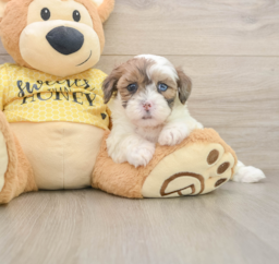 8 week old Shih Poo Puppy For Sale - Lone Star Pups