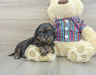 7 week old Shih Poo Puppy For Sale - Lone Star Pups