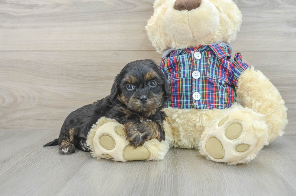 8 week old Shih Poo Puppy For Sale - Lone Star Pups