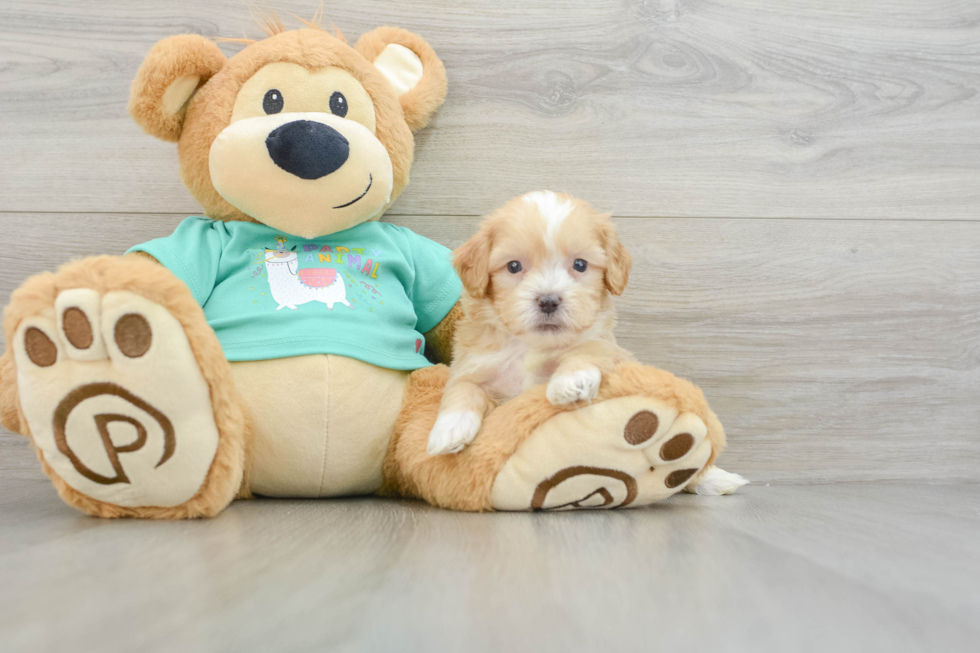 Shih Poo Pup Being Cute