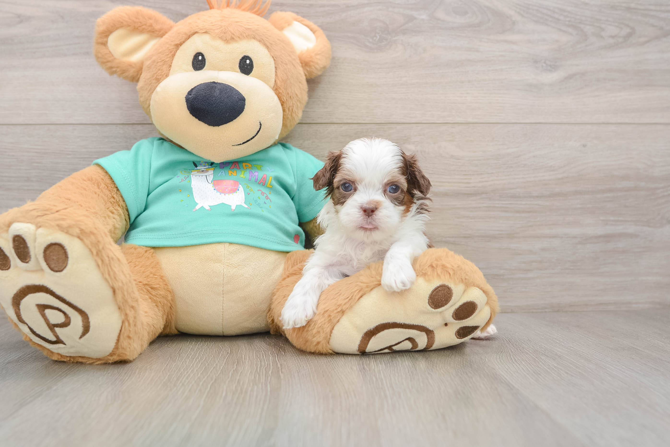 Best Shih Poo Baby
