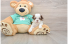Best Shih Poo Baby