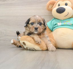 7 week old Shih Poo Puppy For Sale - Lone Star Pups
