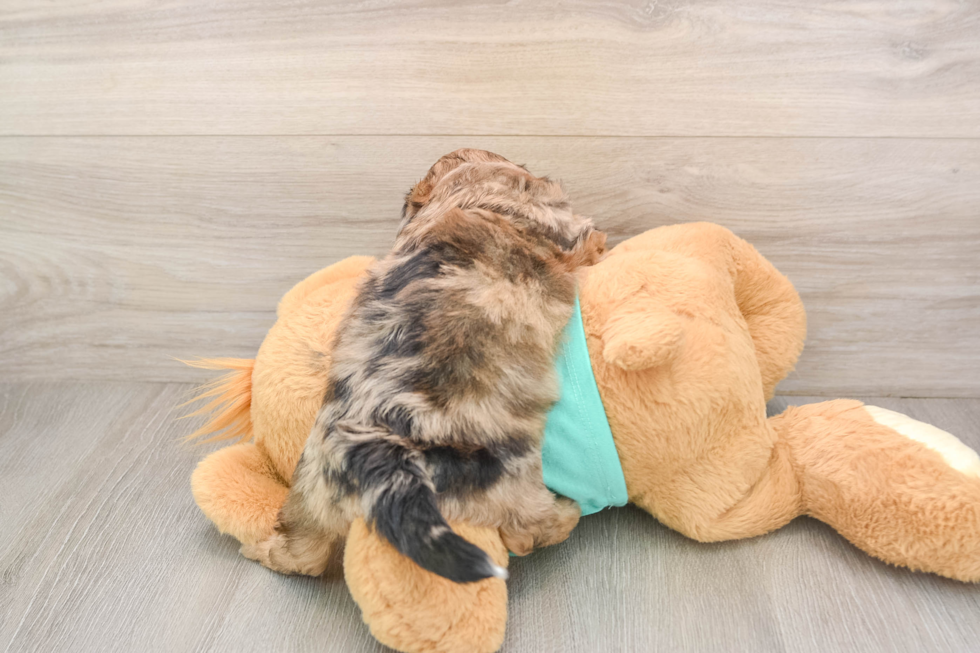 Best Shih Poo Baby