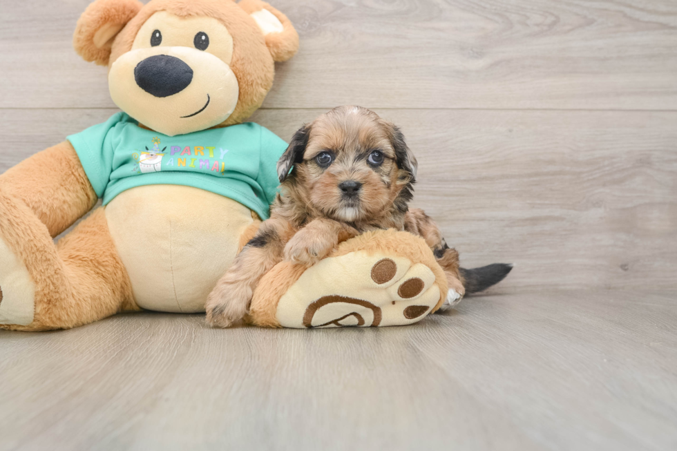 Funny Shih Poo Poodle Mix Pup