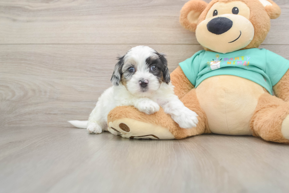 Shih Poo Puppy for Adoption