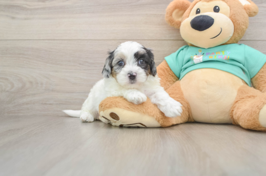Shih Poo Puppy for Adoption