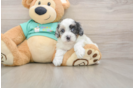 Shih Poo Puppy for Adoption