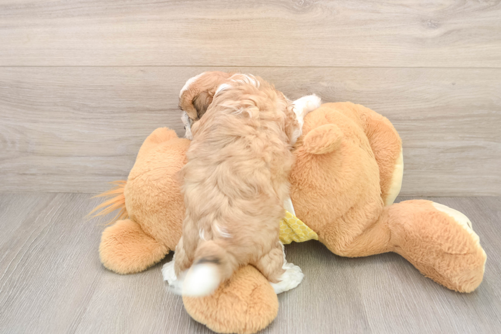 Shih Poo Pup Being Cute