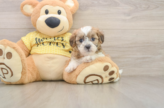 SANDRA, a Shih Poo littermate