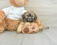 8 week old Shih Poo Puppy For Sale - Lone Star Pups