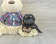 7 week old Shih Poo Puppy For Sale - Lone Star Pups