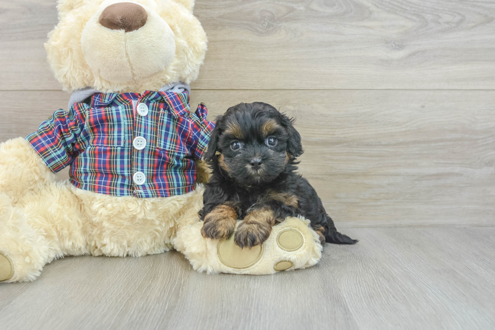 Shih Poo Puppy for Adoption