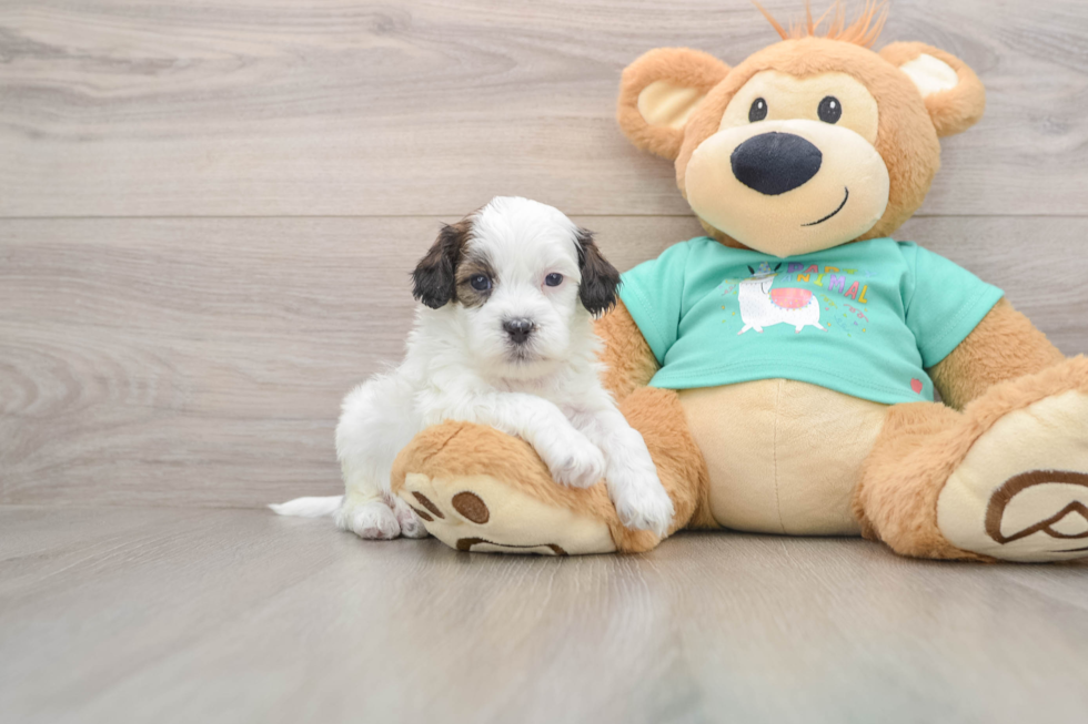 Popular Shih Poo Poodle Mix Pup