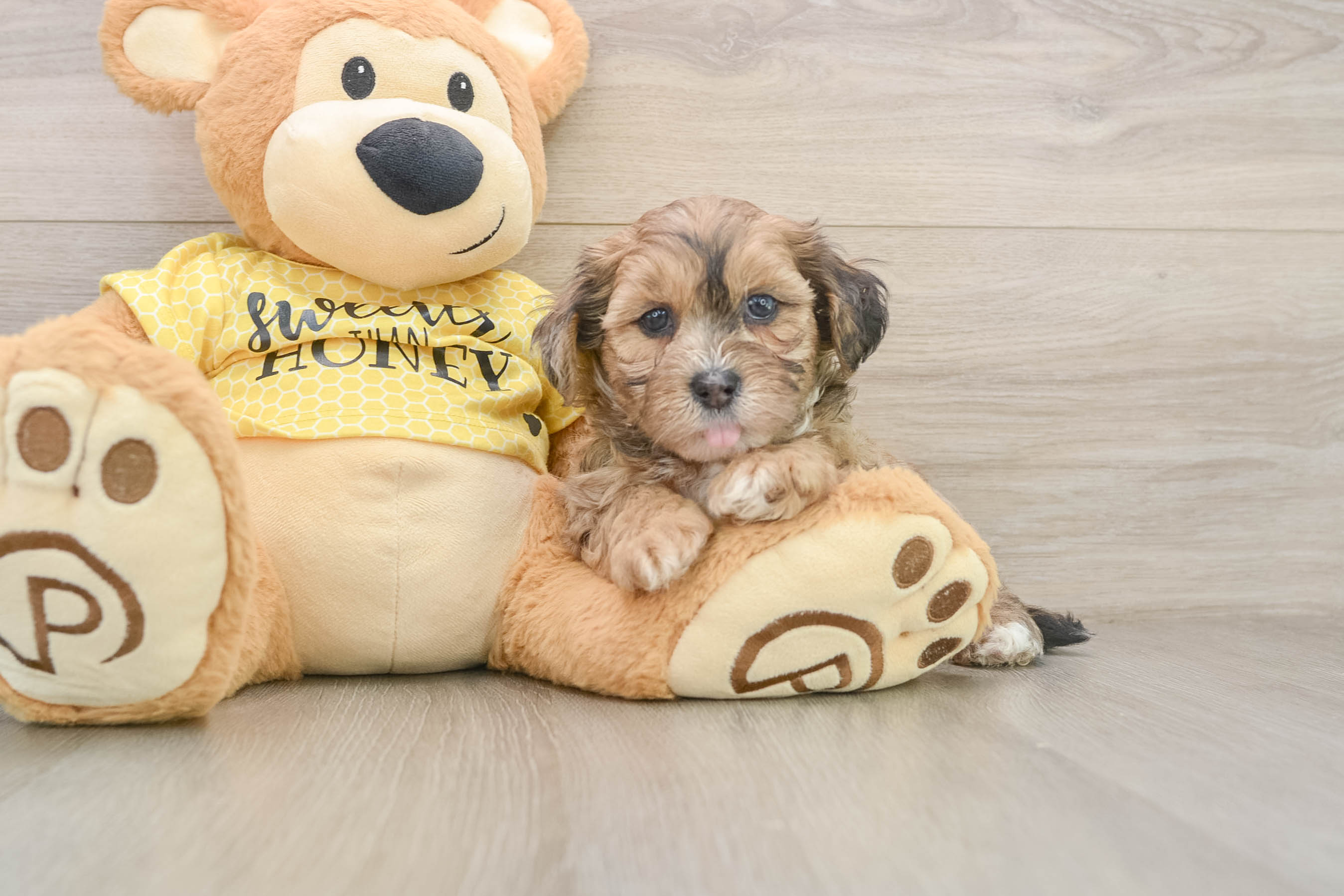 Popular Shih Poo Poodle Mix Pup