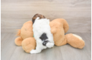 Funny Shih Poo Poodle Mix Pup