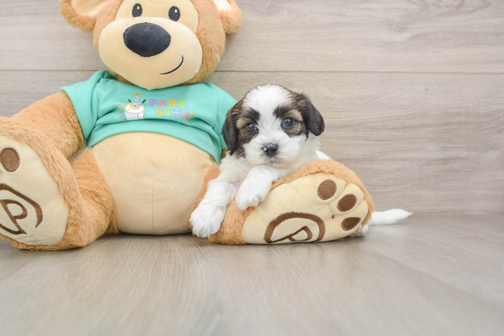 Best Shih Poo Baby